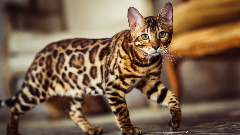 The Bengal Cat’s Spots