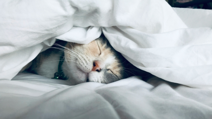 9 Powerful Solutions to Create a Safe and Calming Haven for Your Anxious Cat