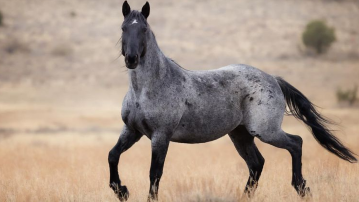 The Complete Horse Color Guide, From Rarest to Most Common