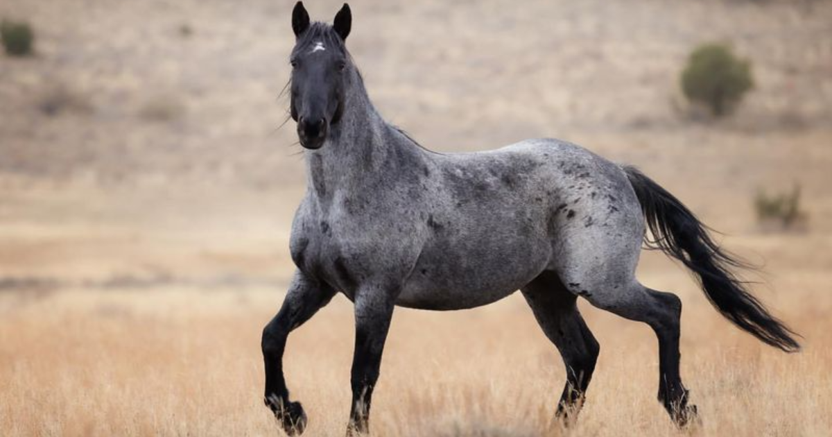 The Complete Horse Color Guide, From Rarest to Most Common