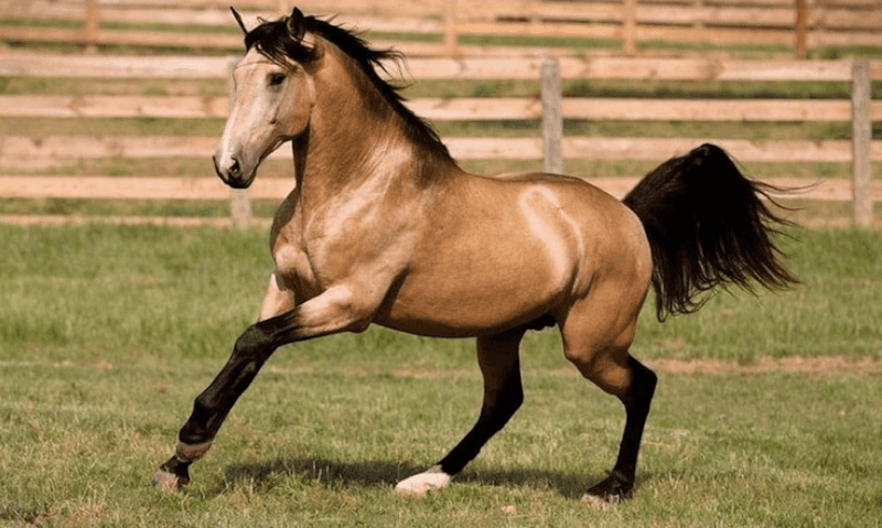 The Complete Horse Color Guide, From Rarest to Most Common