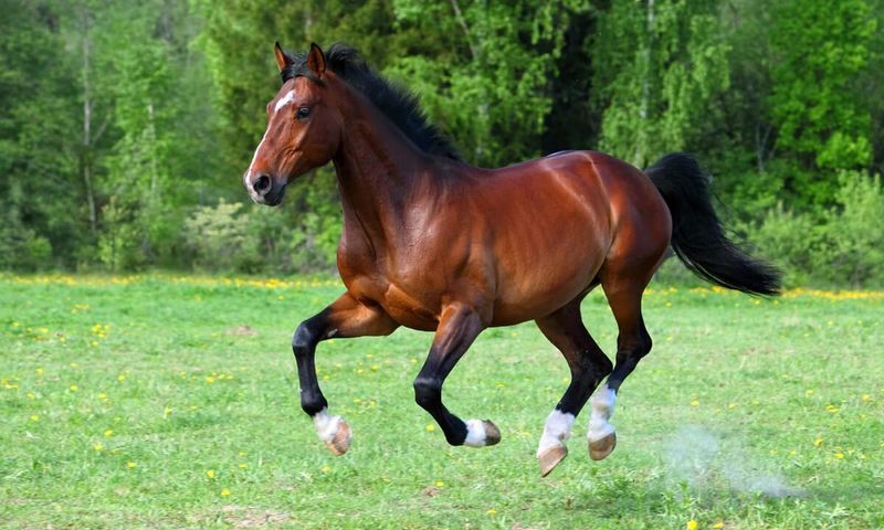 The Complete Horse Color Guide, From Rarest to Most Common