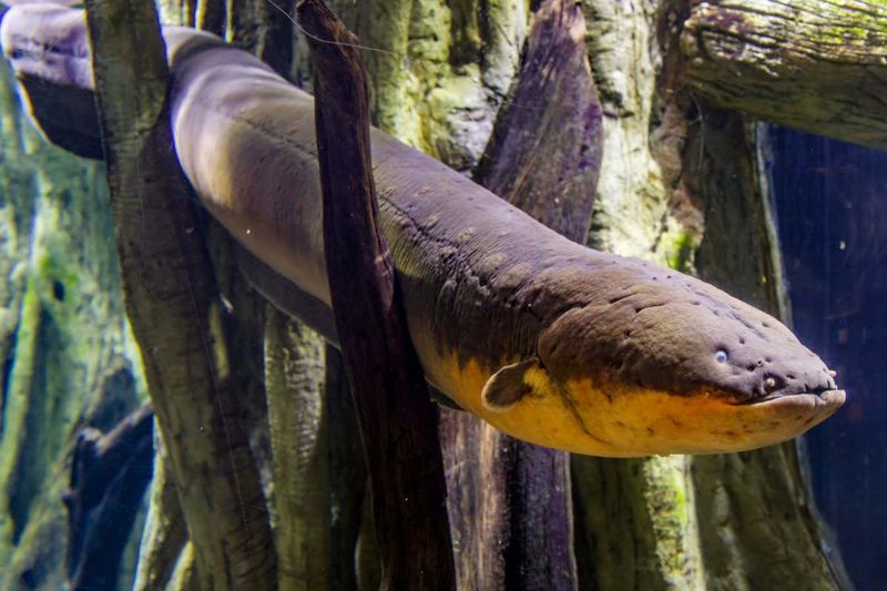 The Electric Eel