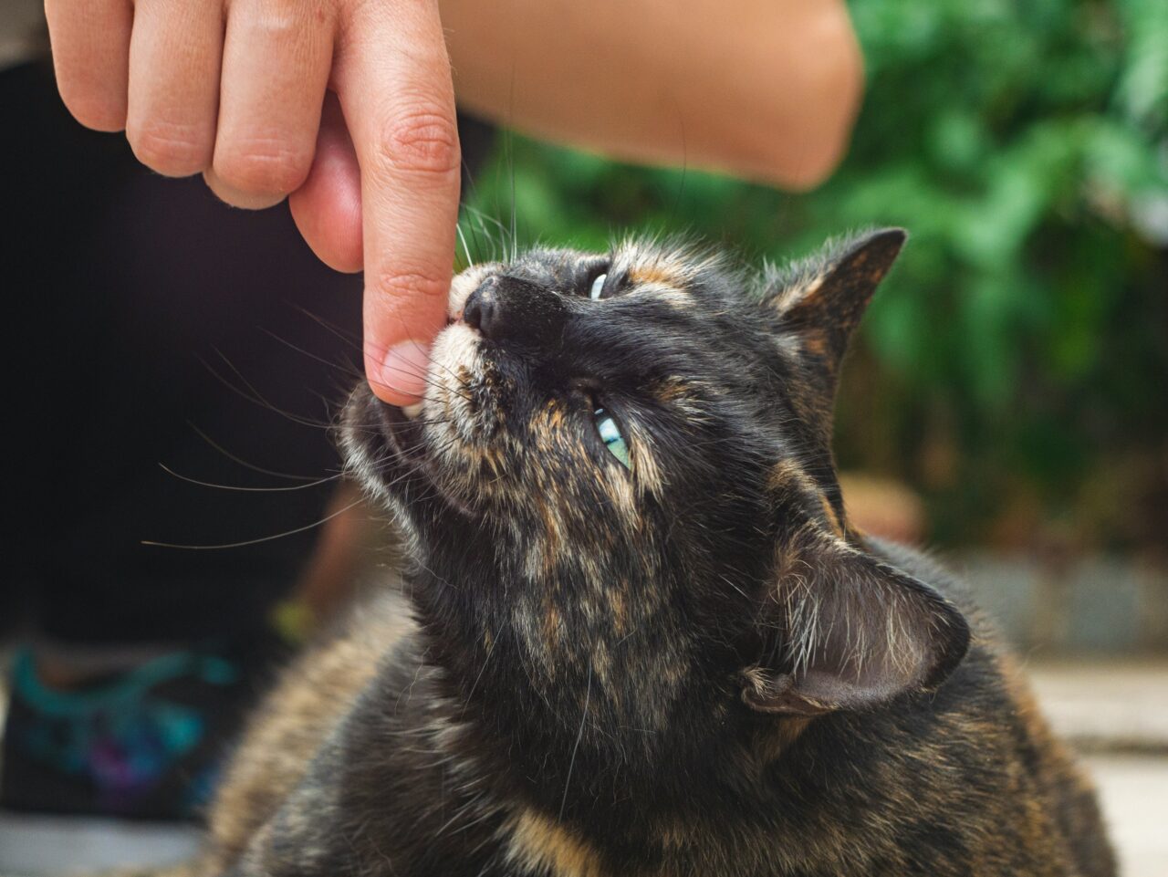 Why Cats Bite and What They’re Really Trying to Say