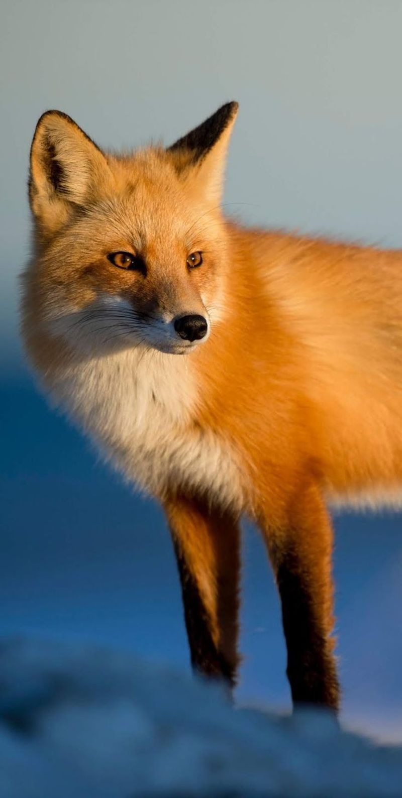 The Fox