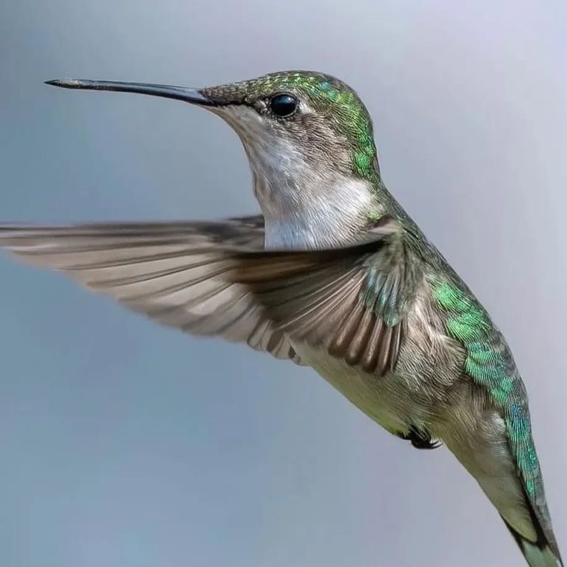 The Hummingbird