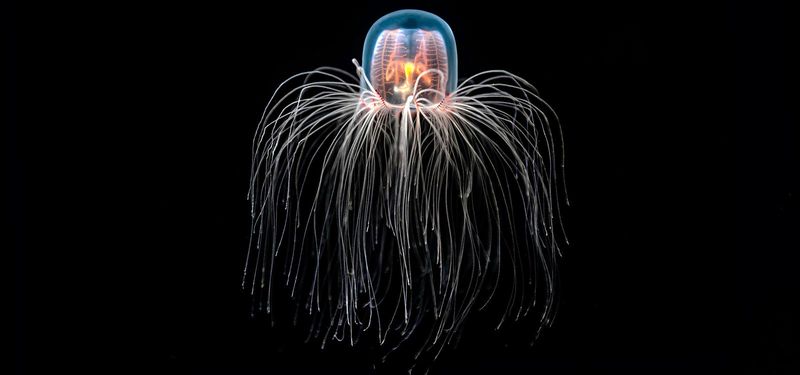 The Immortal Jellyfish