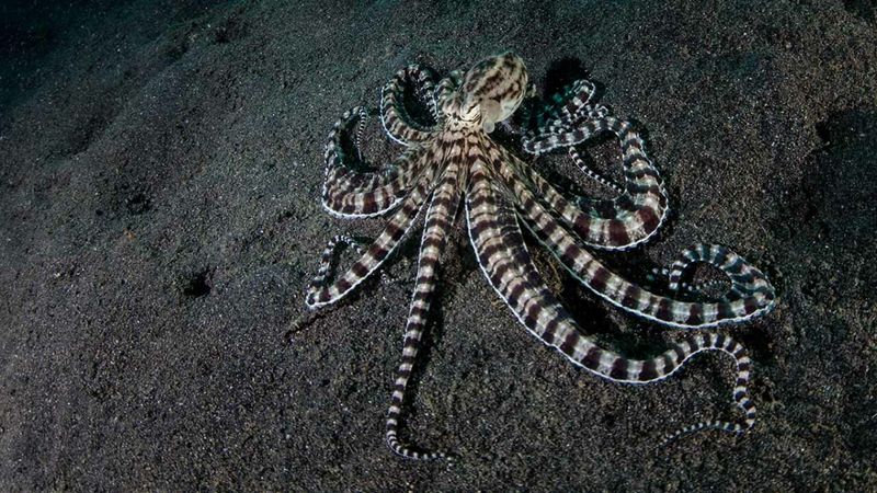 The Mimic Octopus