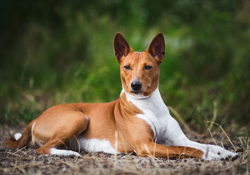 The Non-Barking Basenji