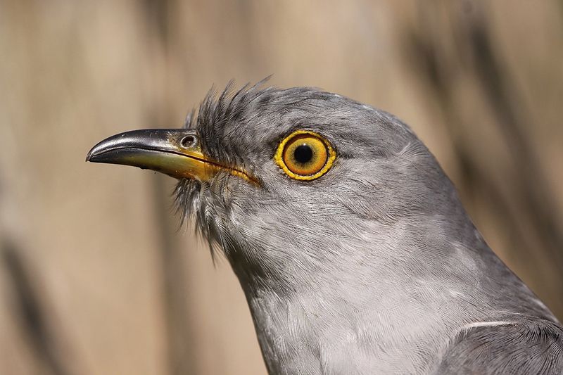 The Parasitic Cuckoo