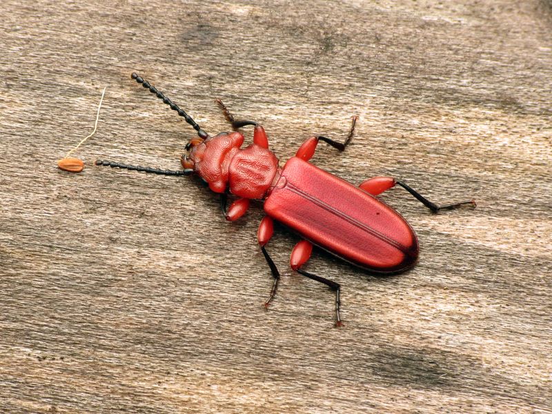 The Red Flat Bark Beetle (Cucujus clavipes)