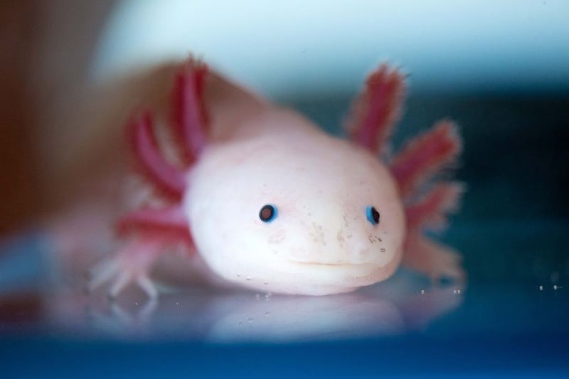 The Regenerating Axolotl