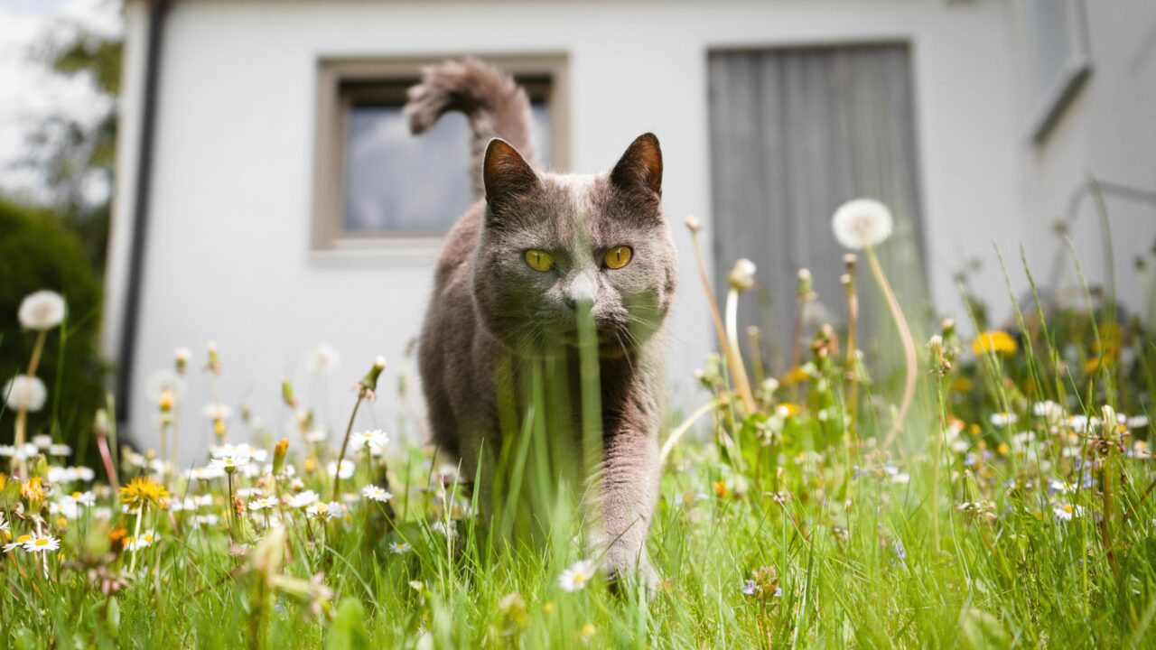 10 Ways of Understanding Your Cat’s Silent Language