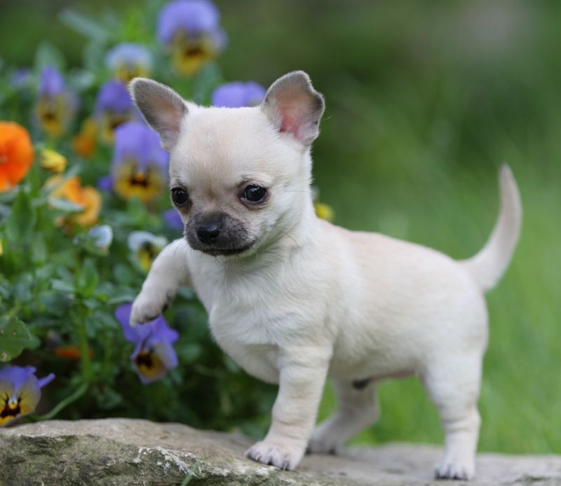 The Top 10 Most Loyal Small Dog Breeds You’ll Love to Have Around