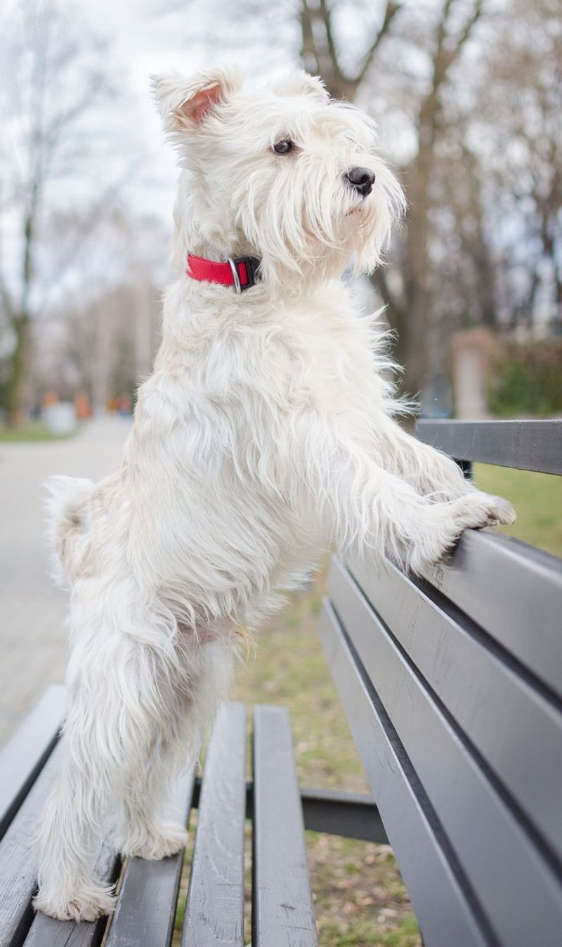 The Top 10 Most Loyal Small Dog Breeds You’ll Love to Have Around