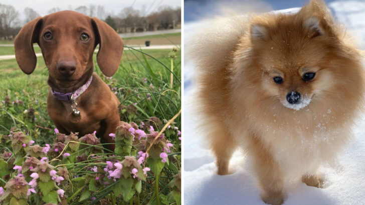 The Top 10 Most Loyal Small Dog Breeds You’ll Love to Have Around