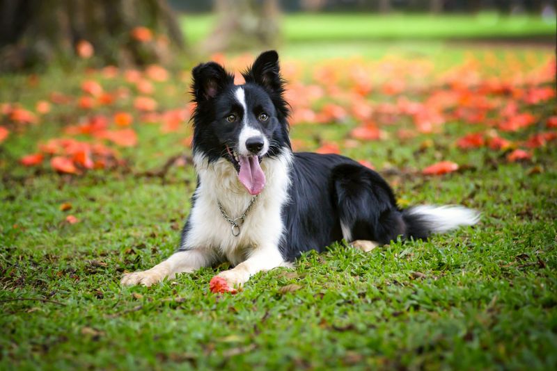 The Ultimate List of the 15 Smartest Dog Breeds