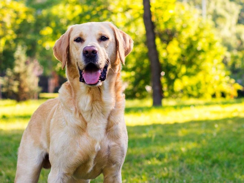 The Ultimate List of the 15 Smartest Dog Breeds