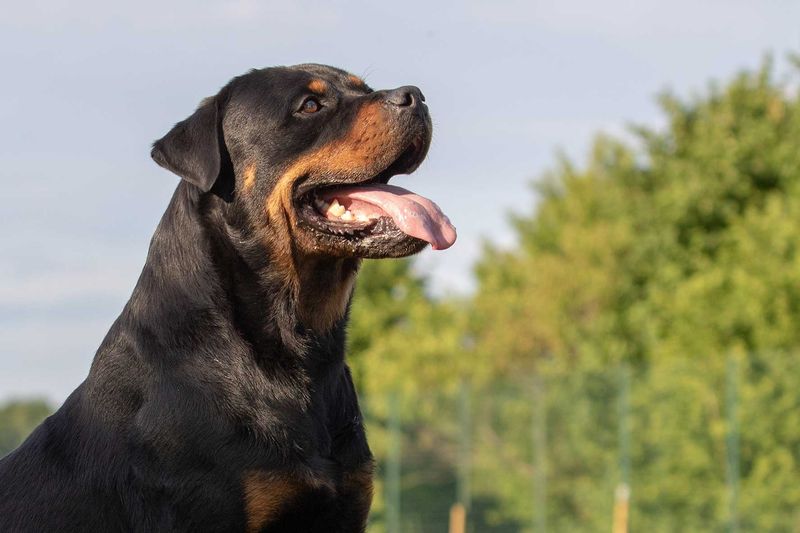 The Ultimate List of the 15 Smartest Dog Breeds