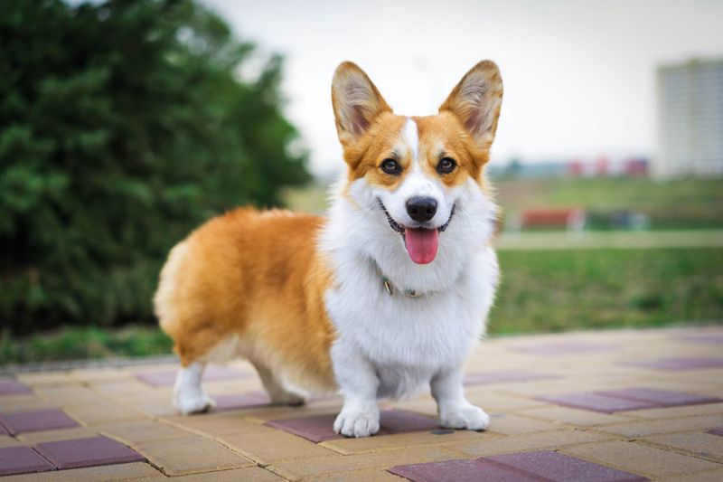 The Ultimate List of the 15 Smartest Dog Breeds