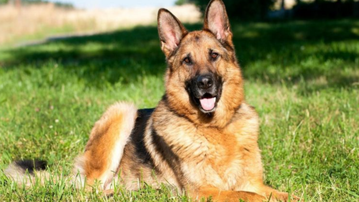 The Ultimate List of the 15 Smartest Dog Breeds