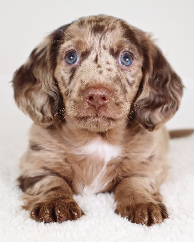 The Ultimate Ranking of 15 Cutest Dog Breeds That Deserve a Spot on Your Dream Pet List