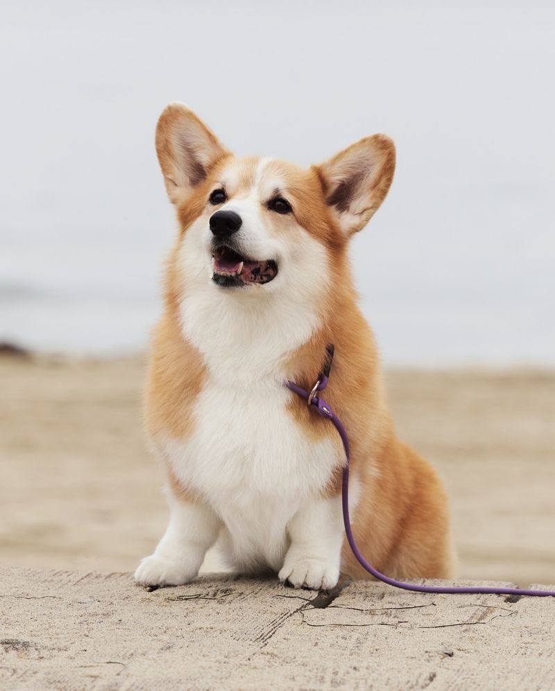 The Ultimate Ranking of 15 Cutest Dog Breeds That Deserve a Spot on Your Dream Pet List