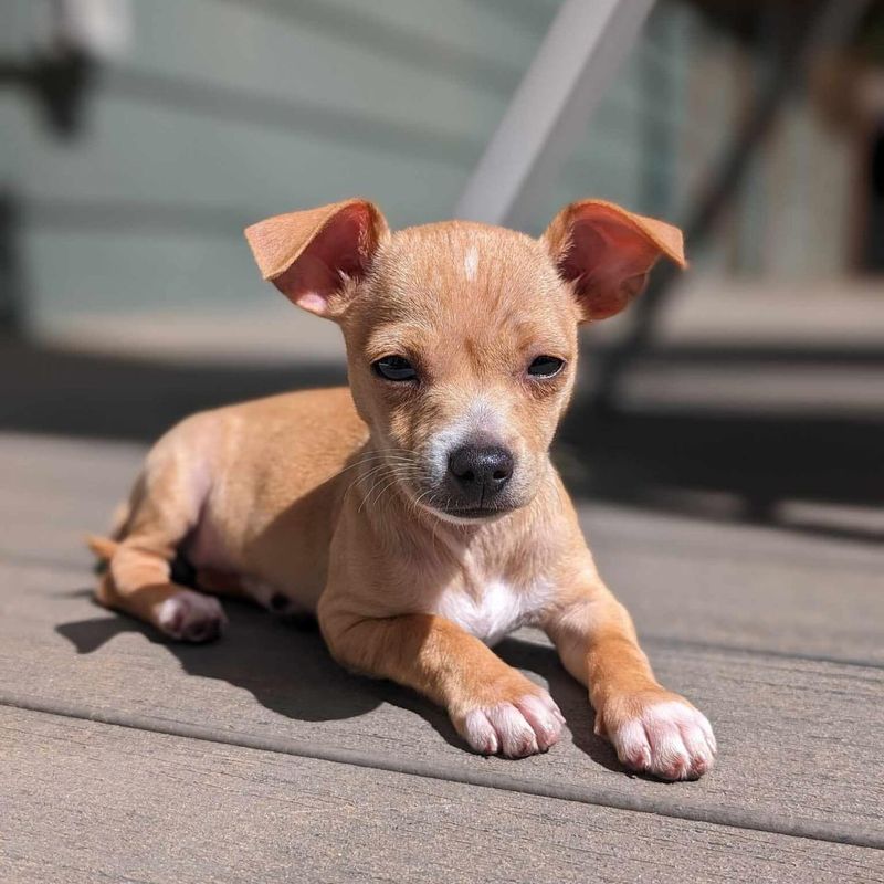 The Ultimate Ranking of 15 Cutest Dog Breeds That Deserve a Spot on Your Dream Pet List