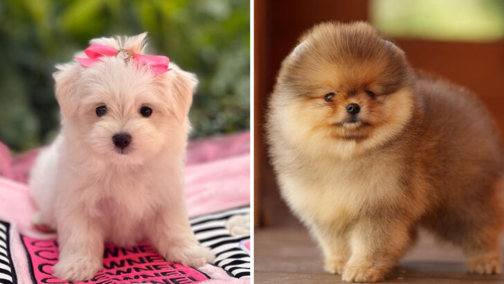 The Ultimate Ranking of 15 Cutest Dog Breeds That Deserve a Spot on Your Dream Pet List