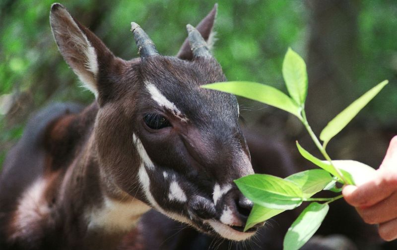 These 10 Rare Animals You’ve Never Heard Of Are Nature's Best-Kept Secret