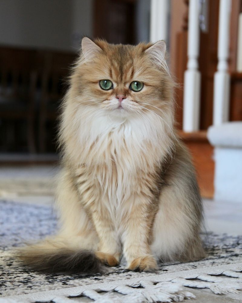 These 12 Fluffy Felines Are the Definition of Adorable