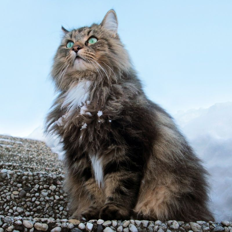 These 12 Fluffy Felines Are the Definition of Adorable