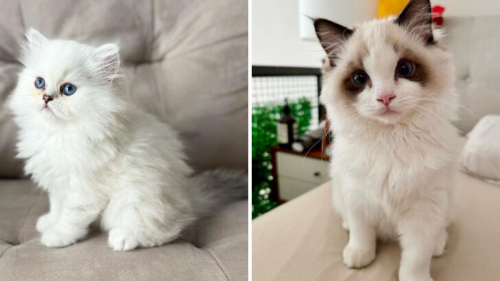 These 12 Fluffy Felines Are the Definition of Adorable