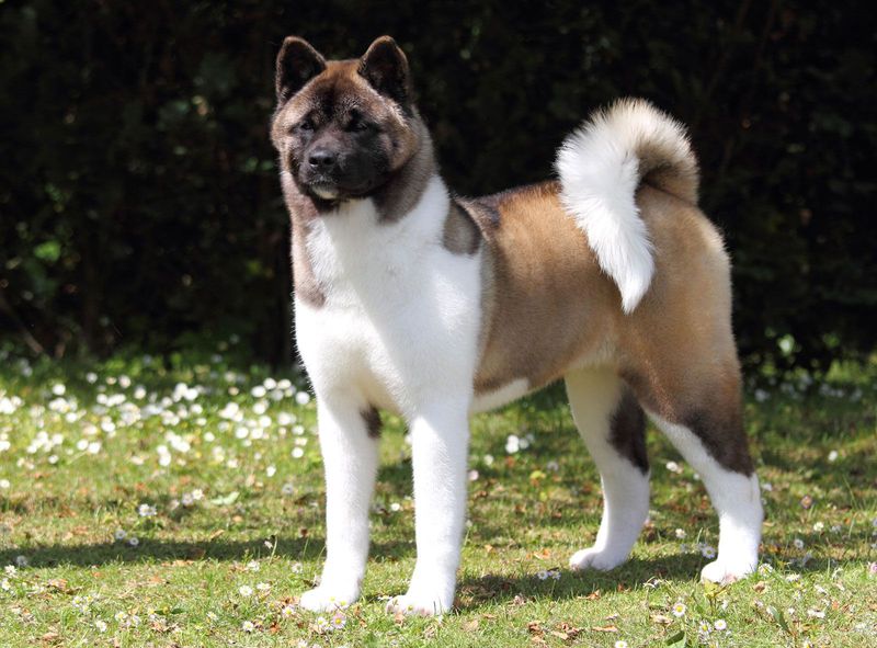 These 15 Most Expensive Dog Breeds Are Definitely Worth Your Money