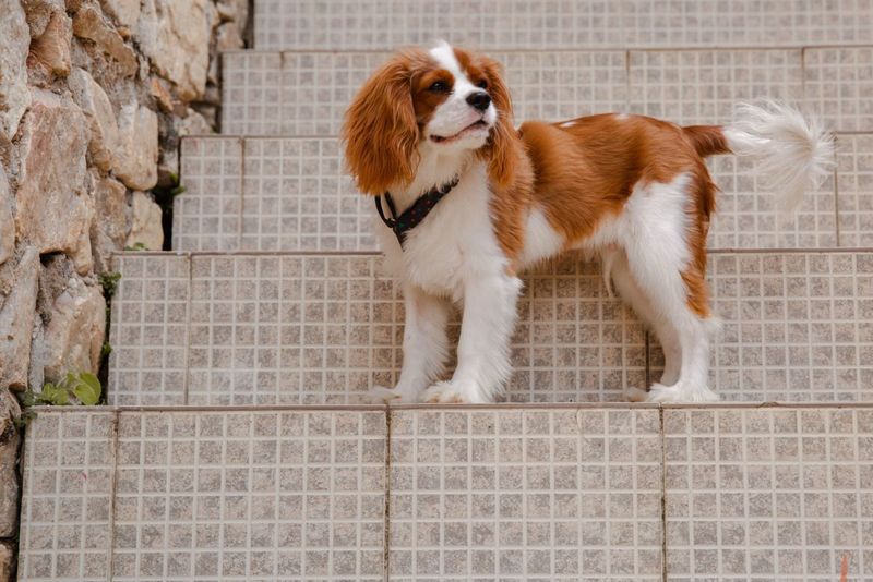 These 15 Most Expensive Dog Breeds Are Definitely Worth Your Money