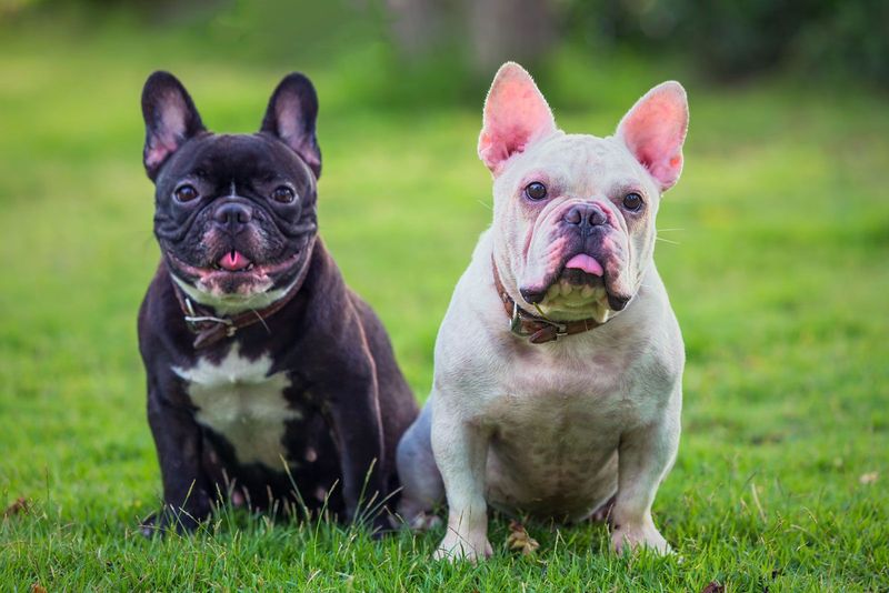 These 15 Most Expensive Dog Breeds Are Definitely Worth Your Money