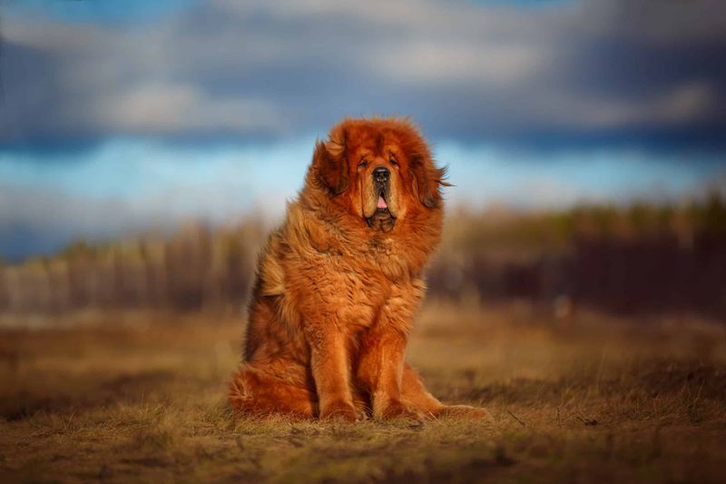 These 15 Most Expensive Dog Breeds Are Definitely Worth Your Money