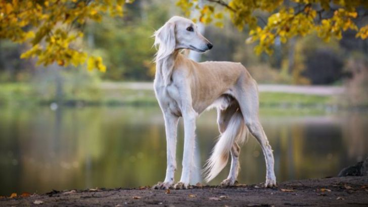 These 15 Most Expensive Dog Breeds Are Definitely Worth Your Money