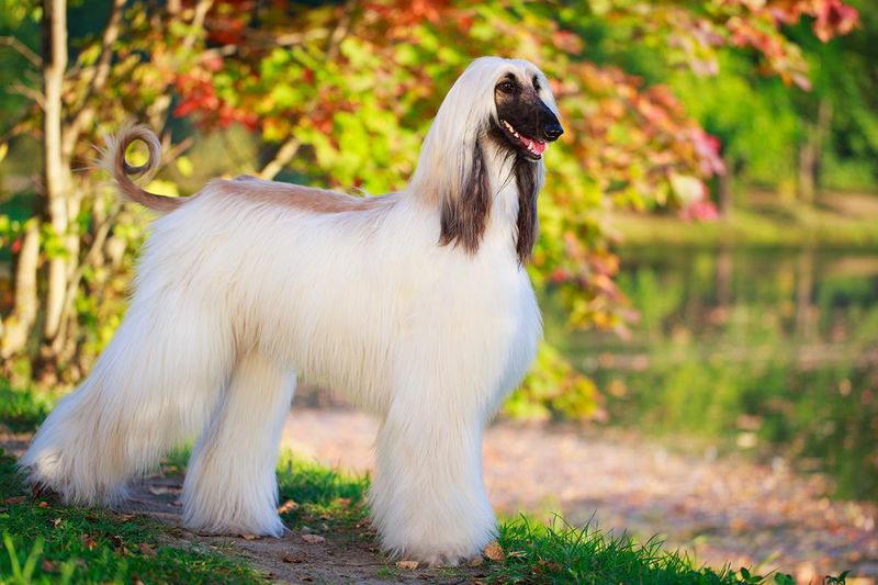 These 15 Most Expensive Dog Breeds Are Definitely Worth Your Money