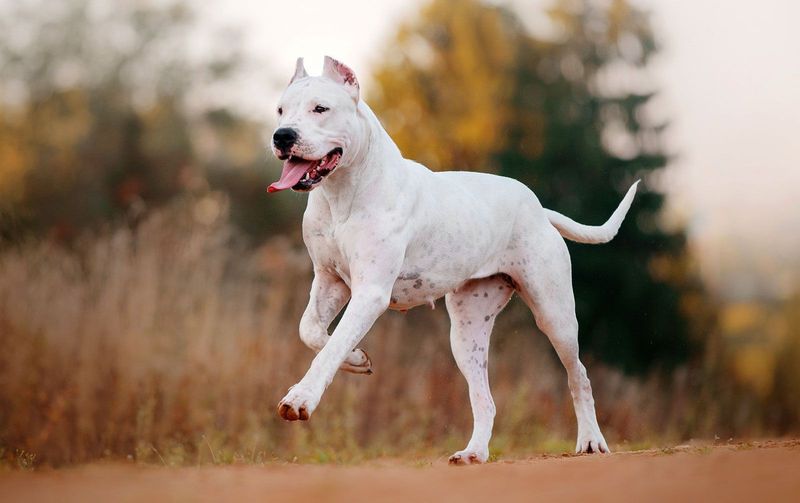 These 15 Most Expensive Dog Breeds Are Definitely Worth Your Money