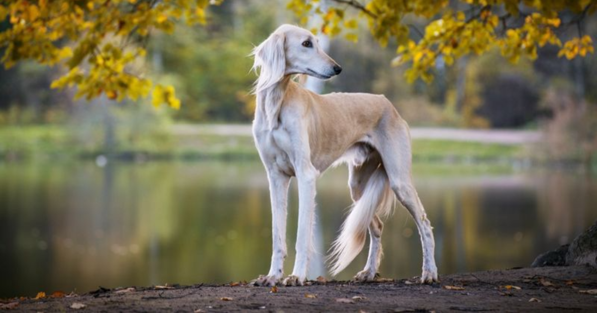 These 15 Most Expensive Dog Breeds Are Definitely Worth Your Money