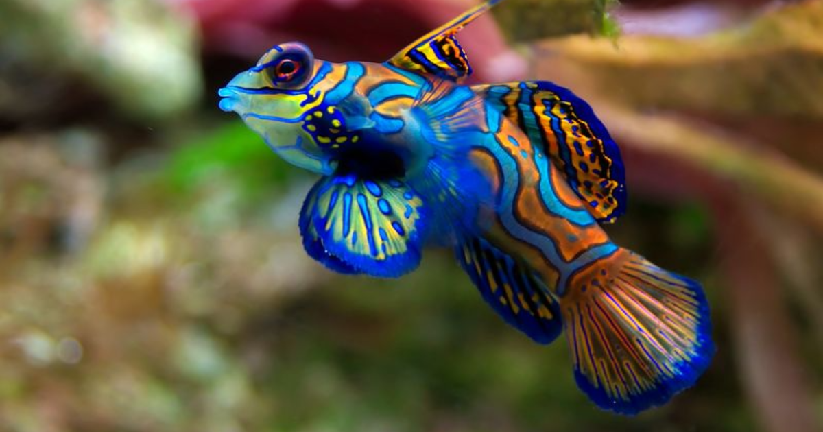 These 16 Amazing Animals Have a Superpower, and It's the Ability to Change Their Color