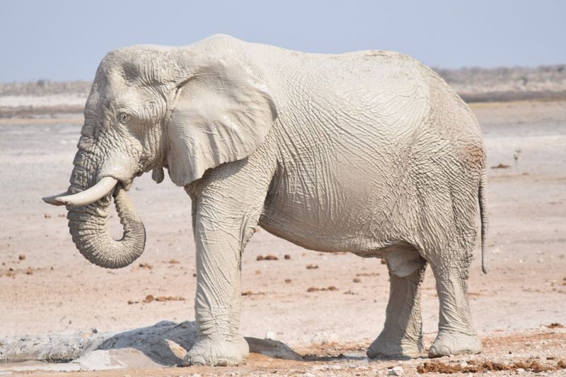 These 8 Amazing Albino Animals Are Nature's Unique Snowflakes