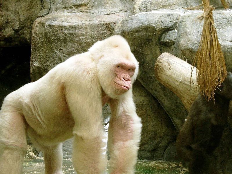 These 8 Amazing Albino Animals Are Nature's Unique Snowflakes