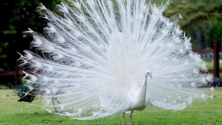 These 8 Amazing Albino Animals Are Nature’s Unique Snowflakes