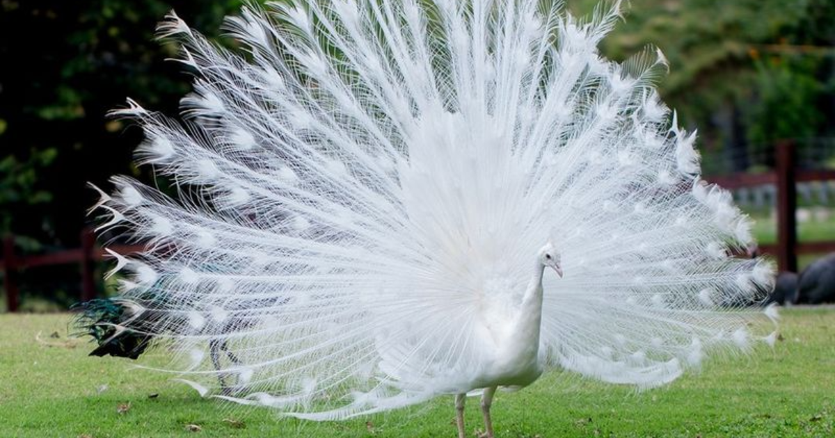 These 8 Amazing Albino Animals Are Nature's Unique Snowflakes