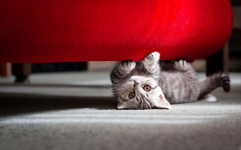 These Are Your Cat's 10 Favorite Hiding Spots Around the House