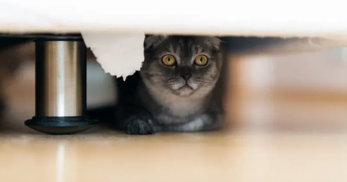 These Are Your Cat's 10 Favorite Hiding Spots Around the House