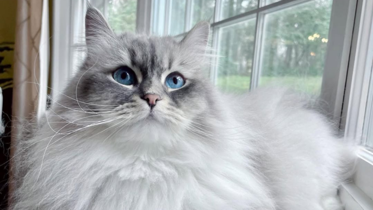 These are the 9 Strongest Cat Breeds in the World