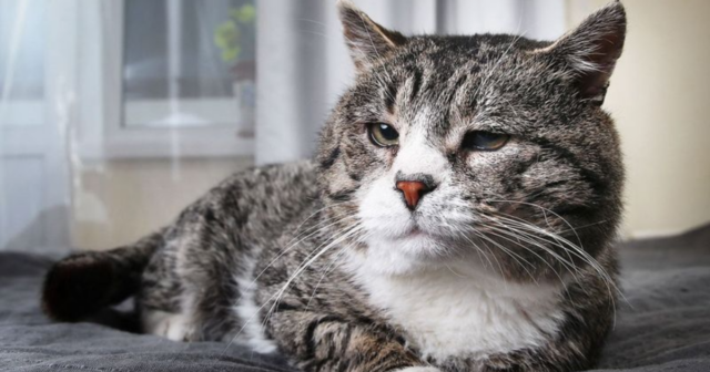 Things You MUST Know if You Own a Senior Cat